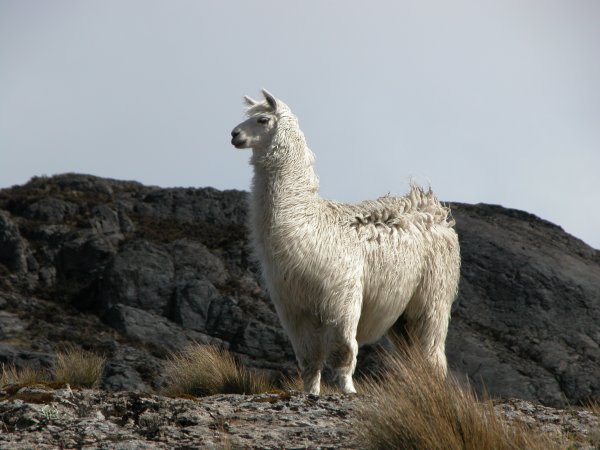 Le lama