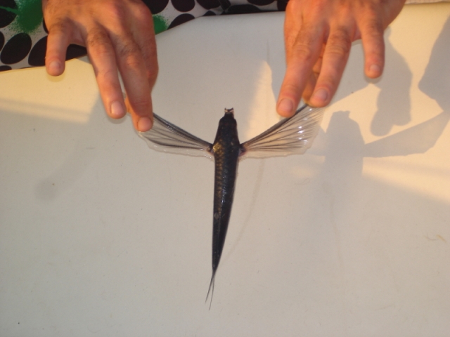 Comme des poissons dans l'eau!