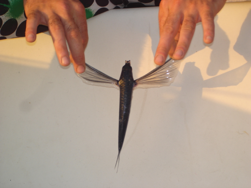 poisson volant ou Exocet aux Antilles