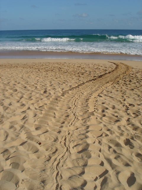 115-au petit matin, les traces d'une tortue venue pondre pendant la nuit