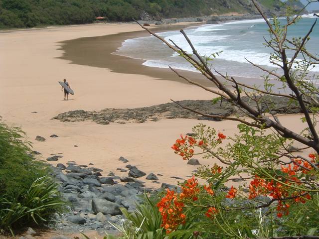 049-la plage est déserte, flamboyants en fleur