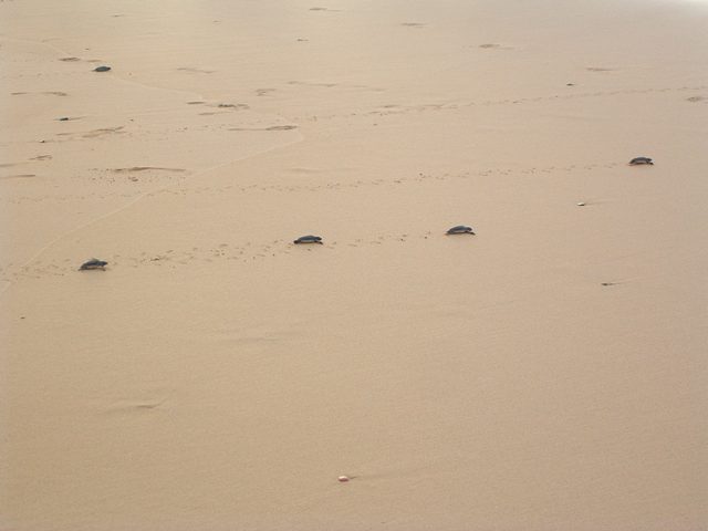 116-l'éclosion des oeufs, une multitude de bébés courrent vers la mer