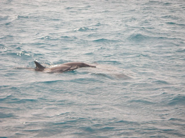 102-bien sûr les dauphins nous accompagnent