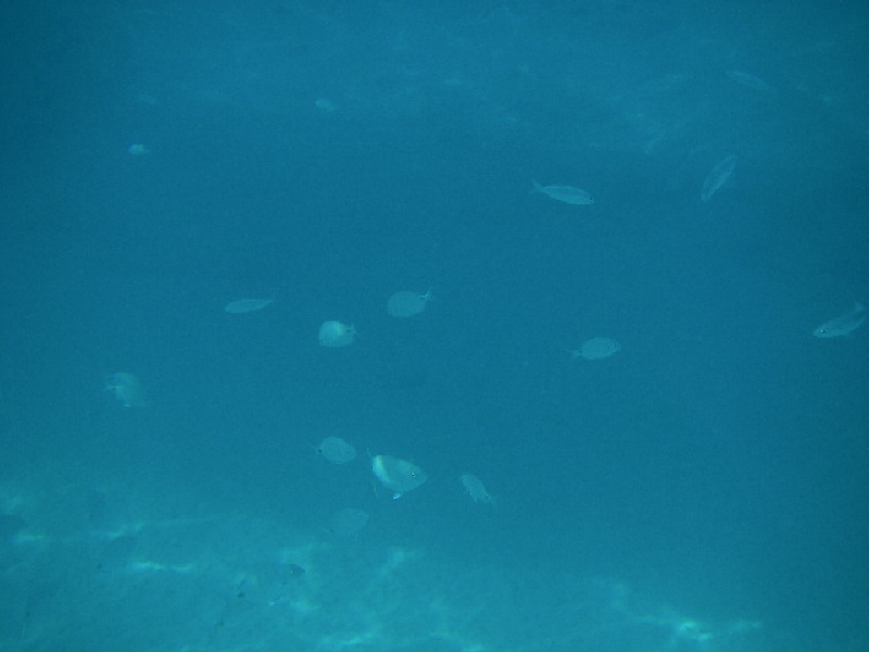 Les p'tits poissons!