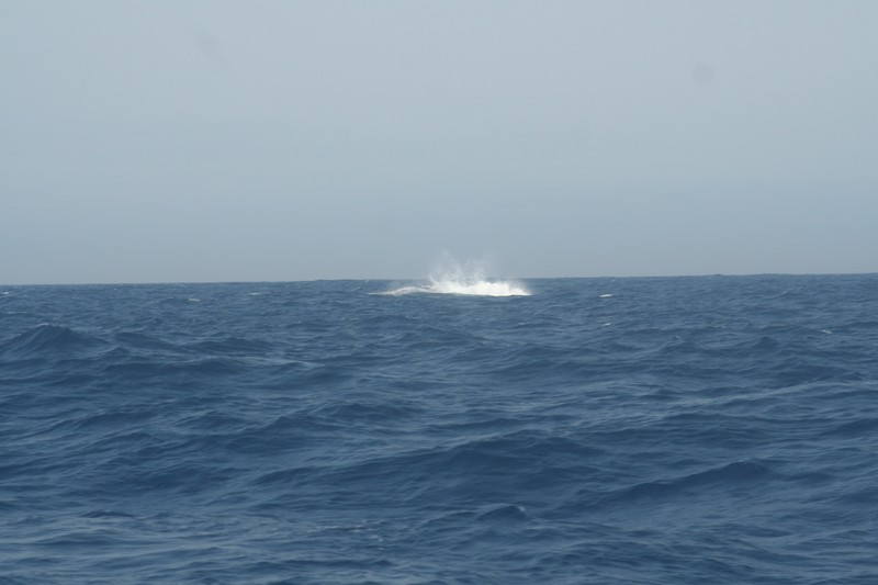 Attention, zone de chasse!! Orques, rorquals et dauphins se régalent! Nous, on verra surtout des éclaboussures..Laissez nous du poisson!