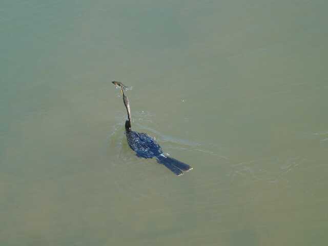 Le heron est victorieux...