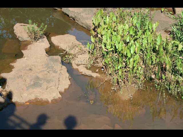 Le croco guette sa proie..