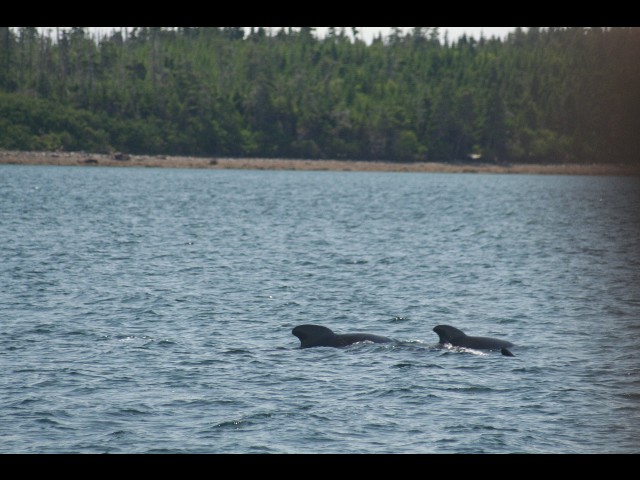 Les pilot whales nous accueillent