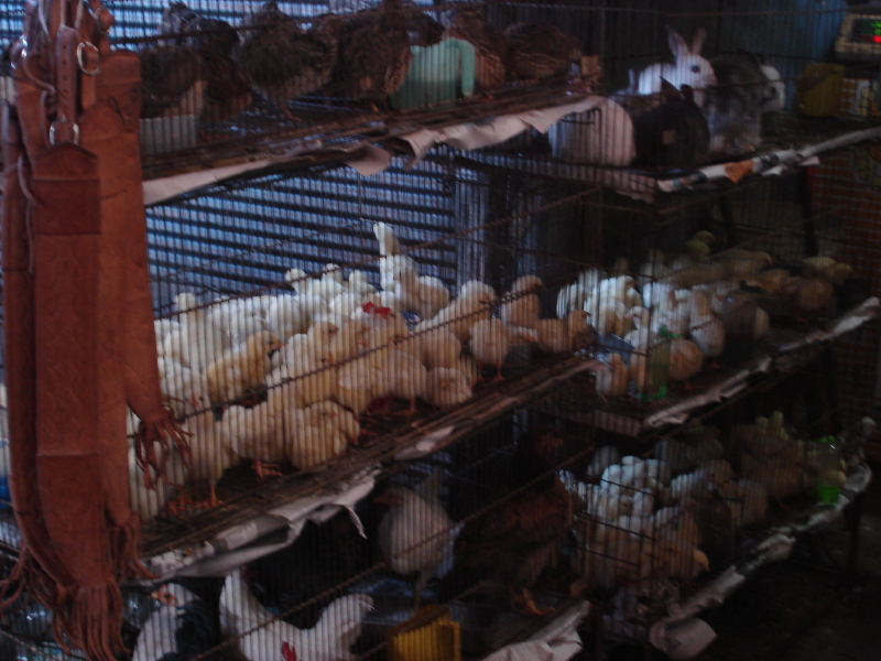 Les poussins attendent acquéreurs