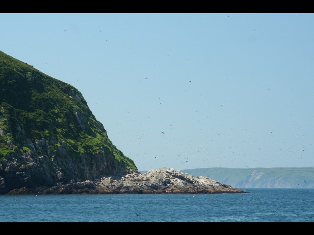 Les nuées d'oiseaux nichant sur le Grand Colombier.. jusqu a 120000 couples!! ca fait du bruit.. et des odeurs!!