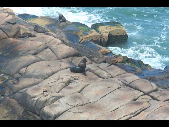  lion de mer. 