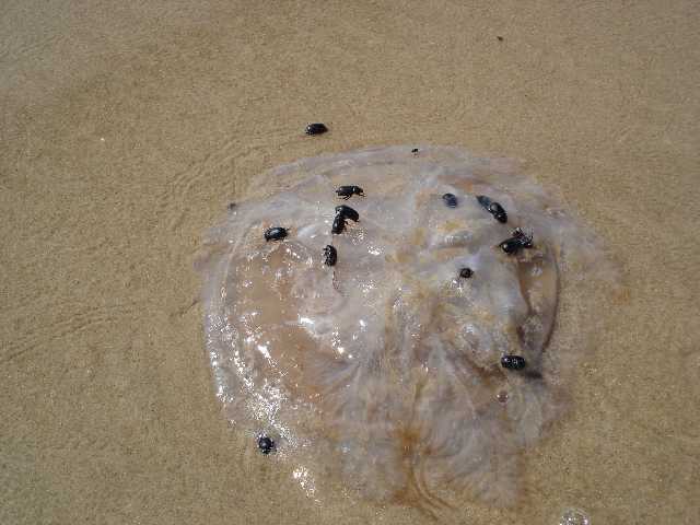 les scarabes s attaquent a une meduse...